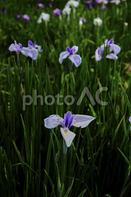 風景素材　初夏に咲く綺麗な菖蒲の花 風景,菖蒲,花の写真素材