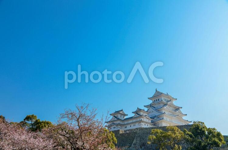 姫路城と桜 姫路城,花見,関西の写真素材