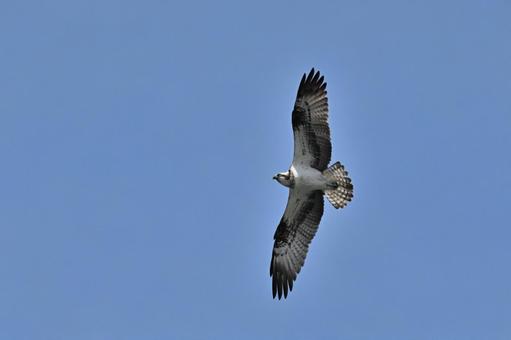 Photo, osprey, bird, pandionidae, 