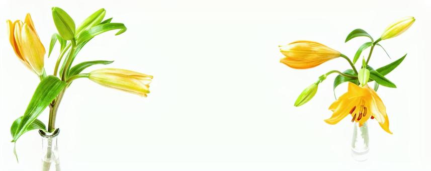 黄色い百合のイメージ素材 花,黄色,百合の写真素材