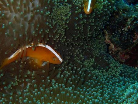 セジロクマノミ 魚,スキューバダイビング,生き物の写真素材