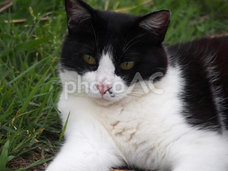 くつろぐ河原のハチワレ猫③ ネコ,ノラ猫,ハチワレ猫の写真素材