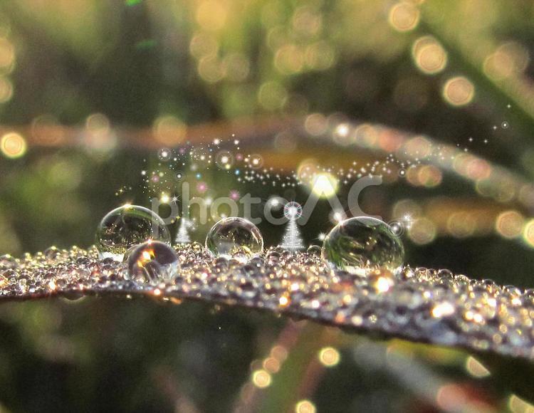 水滴とクリスマスイメージ 水滴,クリスマスツリー,しずくの写真素材
