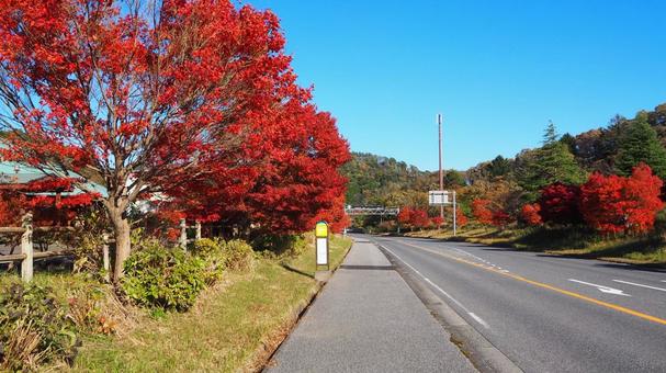 笹川湖付近の紅葉・深紅の楓の木・君津市 秋,笹川湖,付近の写真素材