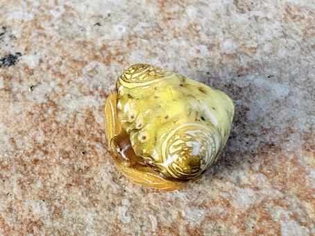 オオトリノフンダマシ 07 オオトリノフンダマシ 07 大鳥の糞騙し,オオトリノフンダマシ,蜘蛛の写真素材