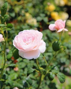 美しいピンクのバラ 美しいピンクのバラの写真