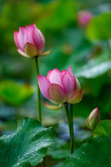 蓮の花 蓮の花の写真