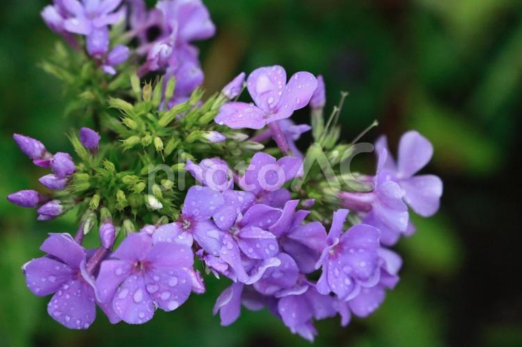 水滴のついた紫の花 紫,パープル,庭の写真素材