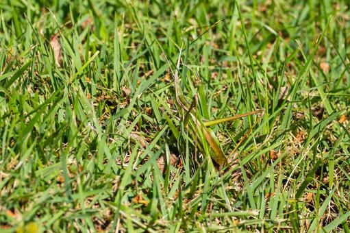 ショウリョウバッタ⒃ ショウリョウバッタ⒃ 昆虫,バッタ,ショウリョウバッタの写真素材