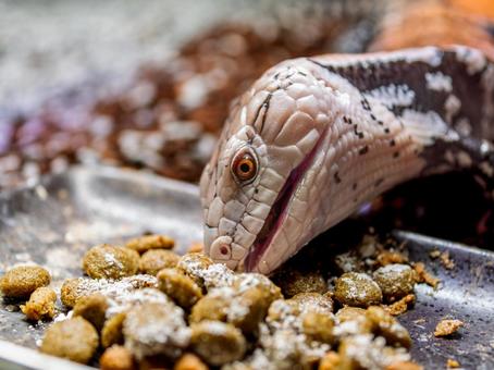 アオジタトカゲのアップの写真