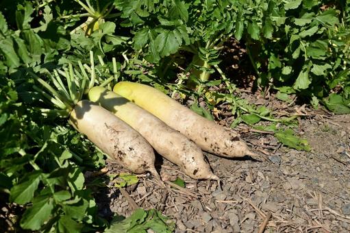 採りたてのダイコン 大根,食べ物,屋外の写真素材
