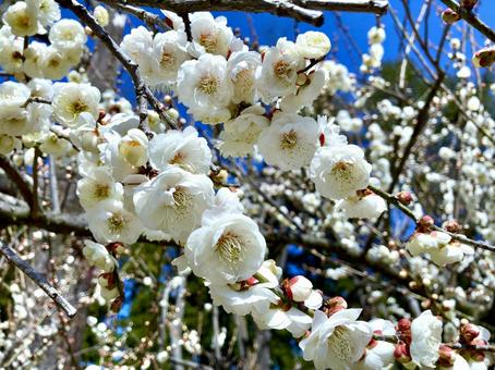 早春に咲く白梅 早春に咲く白梅 梅,ウメ,花の写真素材