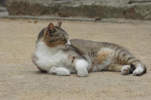 ねこ ねこ のらねこ,にゃんこ,可愛いの写真素材