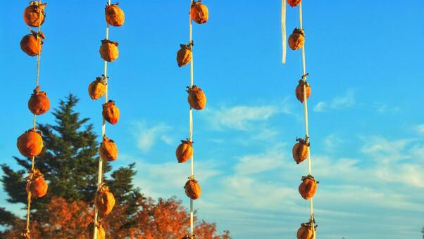 青空と干し柿 青空,干し柿,晴れの写真素材