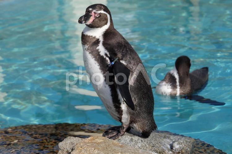 京都市動物園のフンボルトペンギン　その4 水域,水泳,何人もありませんの写真素材