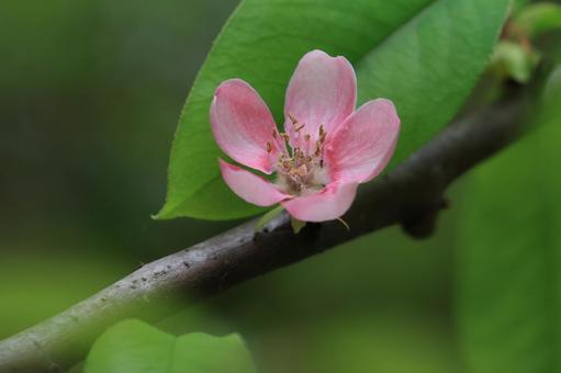 カリンの花 カリンの花 カリン,花,花びらの写真素材