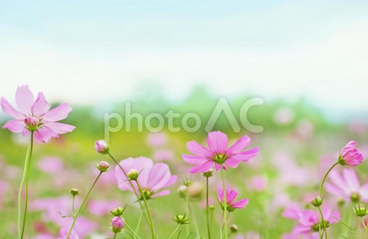 秋桜と夕方の空 コスモス,秋桜,花の写真素材