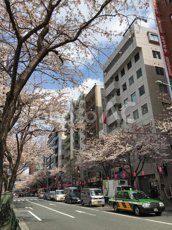 中野通の桜 桜,花見,春の写真素材