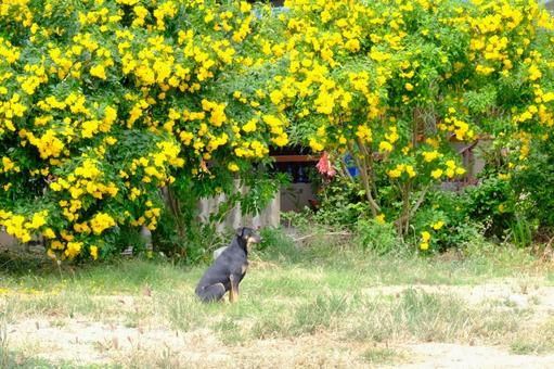 花と犬 花と犬 花,犬,黄色の写真素材
