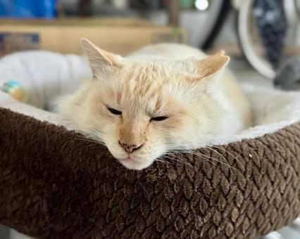 ウトウト眠るノラ猫シロの写真