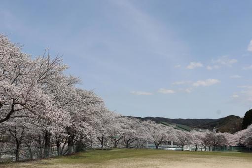 さくら さくら 桜,空,木の写真素材