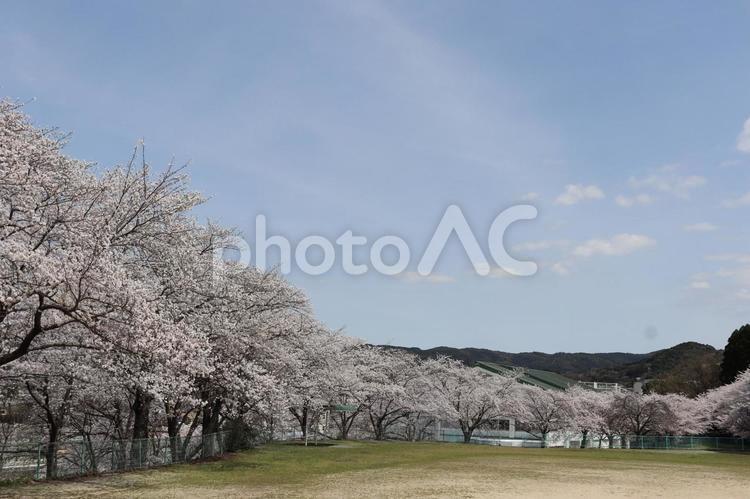 さくら 桜,空,木の写真素材