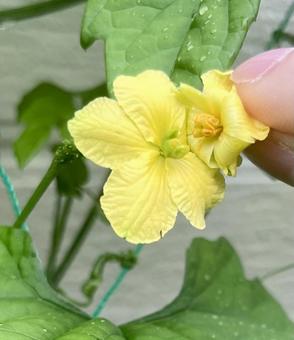 Photo, bitter gourd, flower, pollination, 