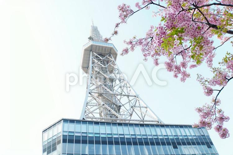 名古屋テレビ塔と河津桜 河津桜,さくら,花の写真素材