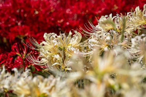 ヒガンバナ(97)の写真