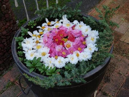 大島公園　花手水 サザンカ,大島公園,伊豆大島の写真素材