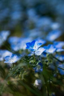 Nemophila, JPG