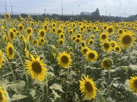 ひまわり② ひまわり,座間,座間ひまわりの写真素材