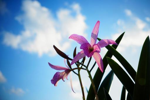 光に包まれた蘭 植物,ラン,自然の写真素材