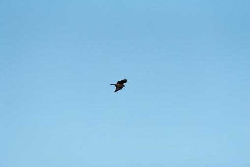 大空を優雅に舞うトビ 大空を優雅に舞うトビ トビ,猛禽類,野鳥の写真素材