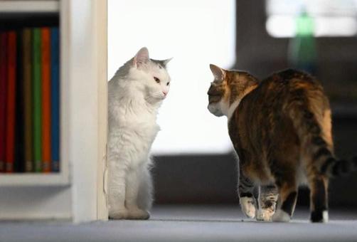 可愛いミケと白いネコ 可愛いミケと白いネコの写真