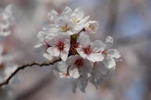 桜 桜の写真