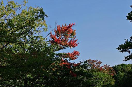 10月の空と紅葉しかけた木 10月の空と紅葉しかけた木 秋空,青空,10月の写真素材