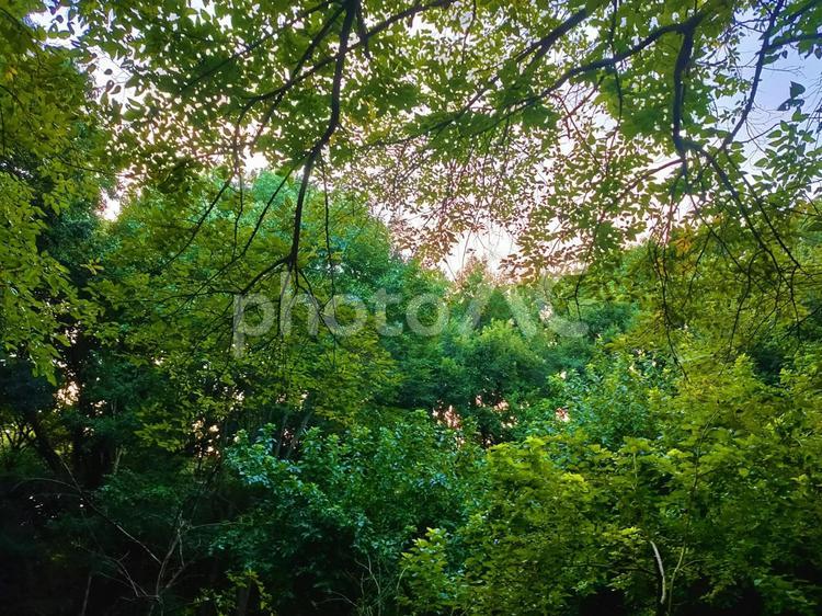 樹々の隙間から見える空 樹木,自然,林の写真素材
