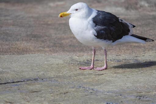 岩の上に立つカモメの鮮明な全身ショット カモメ,海鴎,ウミネコの写真素材
