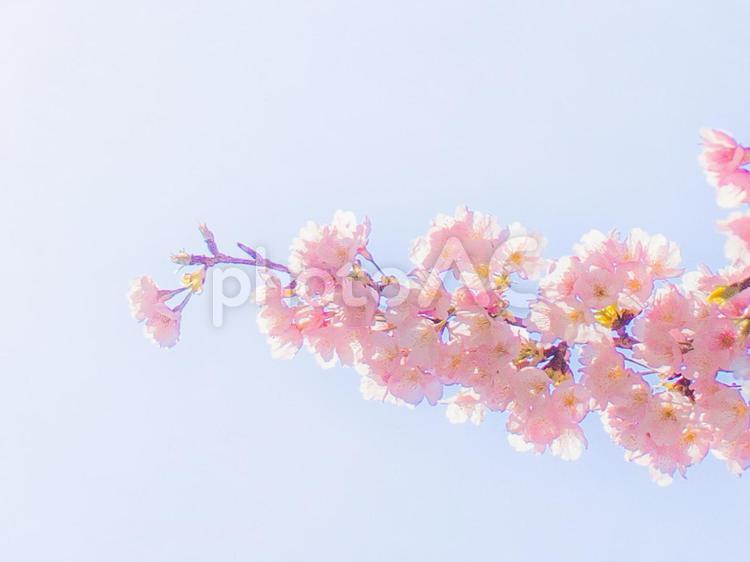 さくらとそら 桜,空,春の写真素材