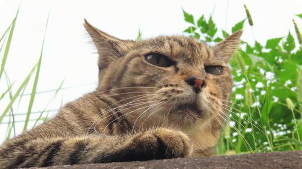 夕涼みが日課のもふもふであざとい猫様 夕涼みが日課のもふもふであざとい猫様 猫,キジトラ,寝そべるの写真素材