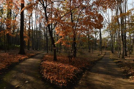 紅葉 紅葉,野草園,ハウチワカエデの写真素材