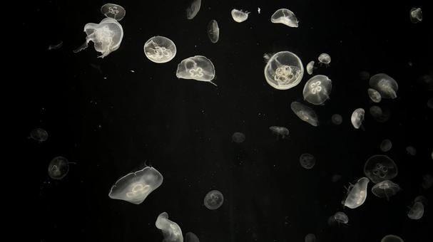 クラゲ クラゲ,くらげ,海月の写真素材