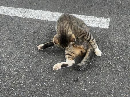 道の真ん中で毛繕いする猫2 道の真ん中で毛繕いする猫2の写真