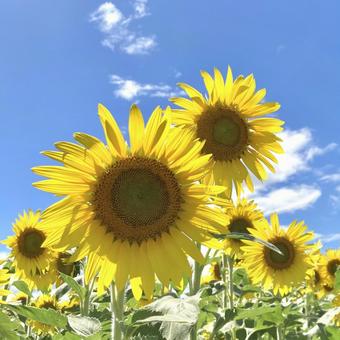 ひまわり ひまわり ひまわり,青空,夏の写真素材
