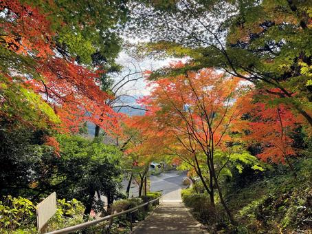 秋■紅葉 秋■紅葉 紅葉,秋,樹木の写真素材