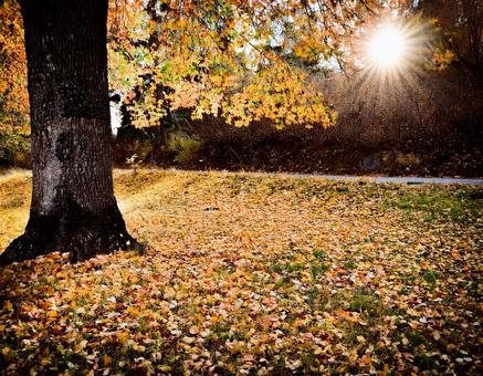 落ち葉と秋の木漏れ日の風景3 落ち葉と秋の木漏れ日の風景3 秋,紅葉,落ち葉の写真素材