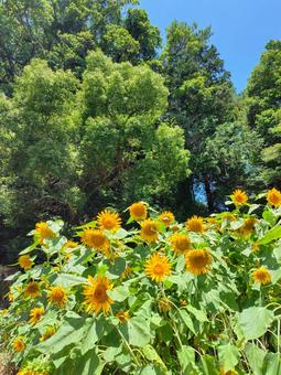 Photo, sunflower, natural, mountain, 