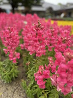 Photo, flower, snapdragon, pink, 