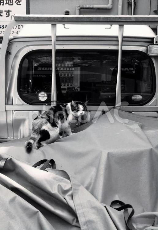 野良猫と軽トラ 野良猫,猫,三毛猫の写真素材